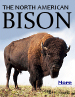 In 2016, President Obama signed the National Bison Legacy Act, making the North American Bison the official national mammal of the United States.
